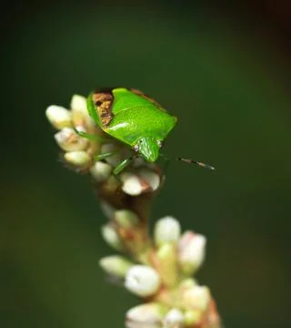 Colored bug on a flower. Stock Photos