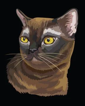 Colored Burmese Cat Illustrazione stock