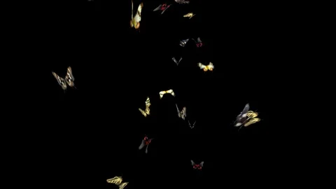 Colored Butterflies Flying in the frame. Stock Footage 108230005