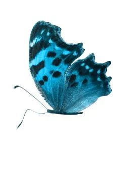 Colored butterfly flying. side view. isolated on white background Stock Illustration