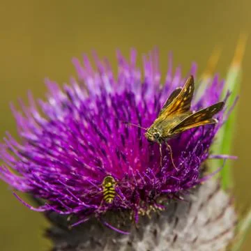 Colored butterfly Stock Photos