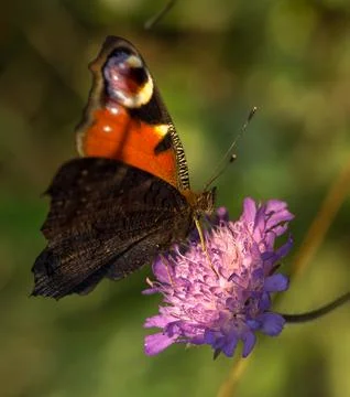 Colored butterfly Foto stock