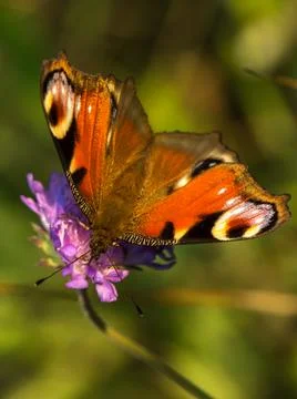 Colored butterfly Foto stock