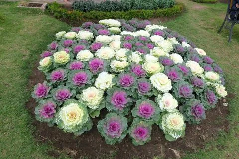 Colored cabbage decoration in a garden Stock Photos