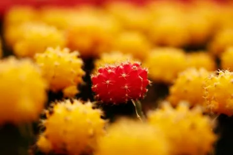 Colored cactus plants Stock Photos
