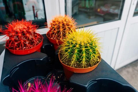 Colored cactuses in the store. coloring cactus needles for high price Stock Photos