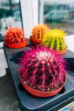 Colored cactuses in the store. coloring cactus needles for high price Stock Photos