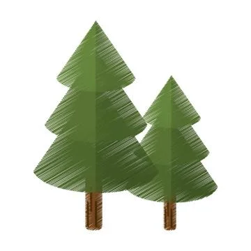 Colored canadian evergreen tree pine Stock Illustration