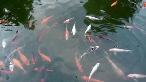 Colored carp fish in the lake Stock Footage 158847398