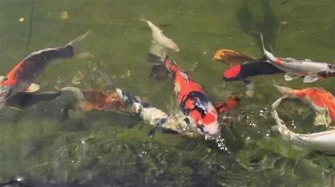 Colored carp Stock Footage 52683580