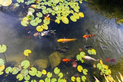 Colored carp in the pond Foto stock