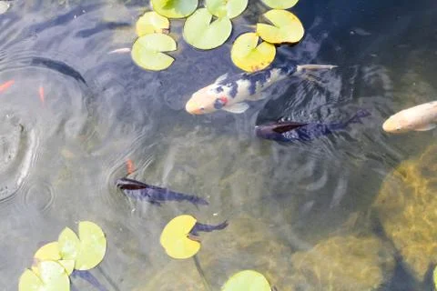 Colored carp in the pond Stockfoto's