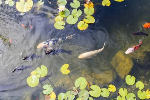 Colored carp in the pond Foto stock