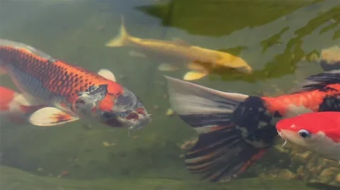 Colored carp1 Stock Footage 52683563