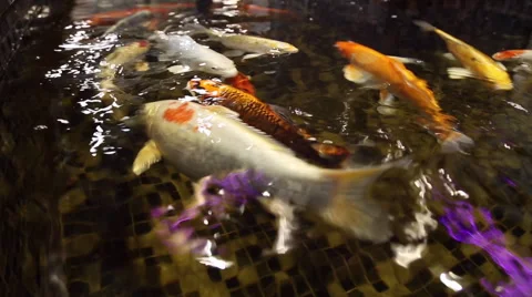 Colored carps koi swim in the pool Stock Footage 64543451