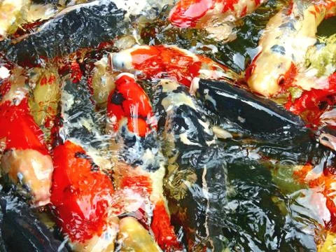 Colored carps Stock Photos