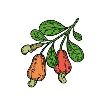 A colored cashew branch on a white background Stock Illustration