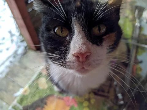 Colored cat looking at the camera closeup photo Stock Photos