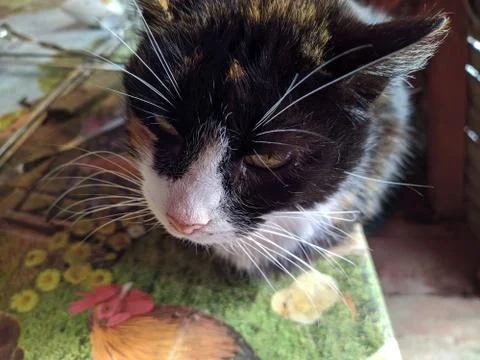 Colored cat sits on a table in a barn Stock Photos