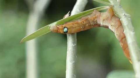 Colored caterpillar or Brown worm eating leaf in garden. Stock Footage 70744855