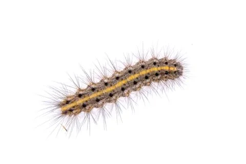 Colored caterpillar on a white background Stock Photos
