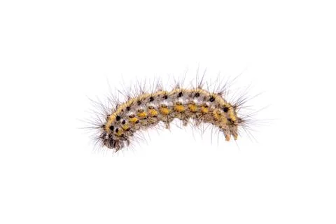 Colored caterpillar on a white background Foto stock