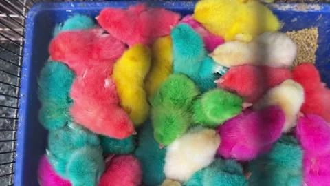 Colored chicks Indonesia, abuse. Stock Footage 226513704
