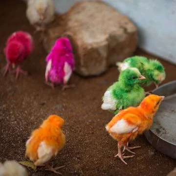 Colored chicks Foto stock
