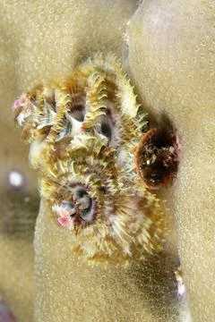 A colored Christmas tree worm Stock Photos