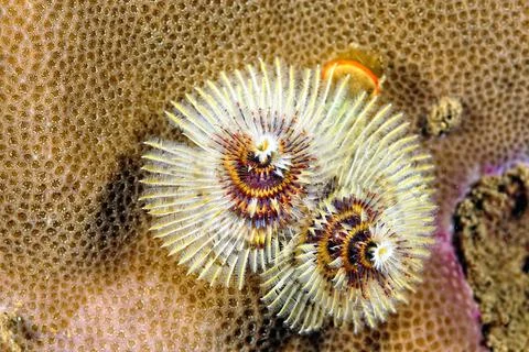 A colored Christmas tree worm Stock Photos