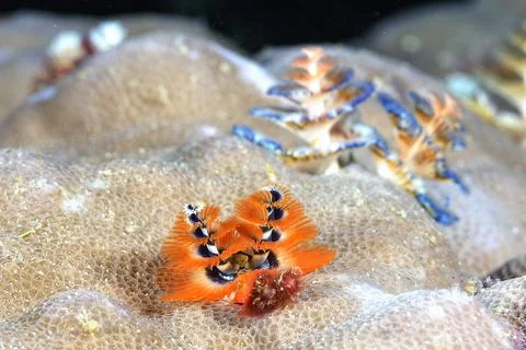 A colored Christmas tree worm Stock Photos