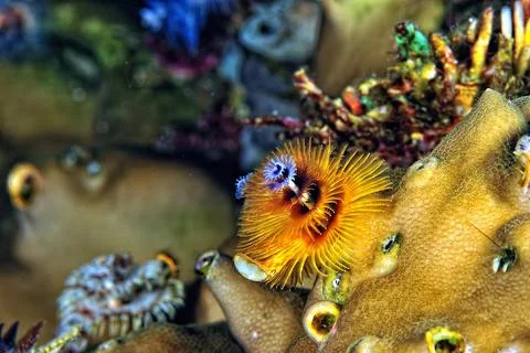 A colored Christmas tree worm Stock Photos