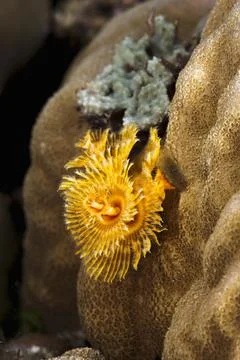 A colored Christmas tree worm Stock Photos