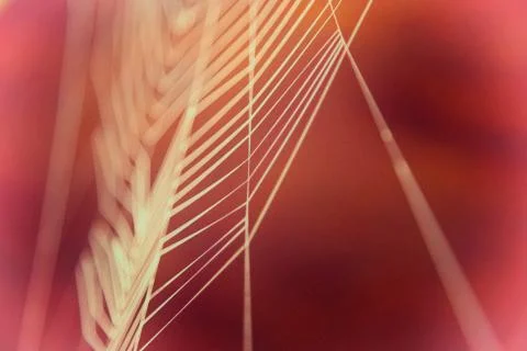 Colored cobweb Foto stock