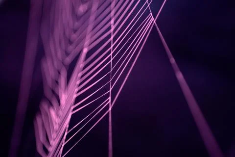 Colored cobweb Stock-Fotos