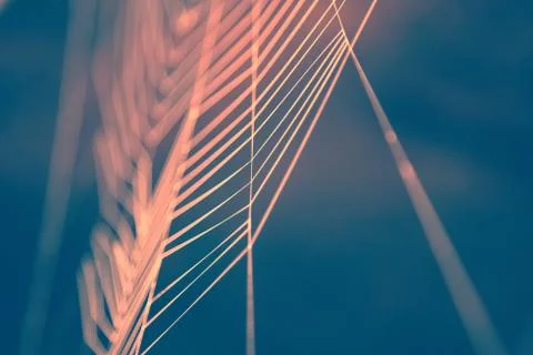 Colored cobweb Stock Photos