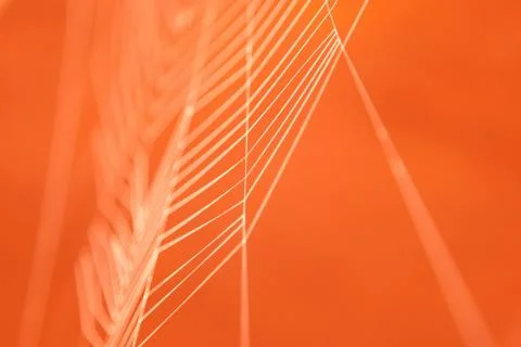 Colored cobweb Stock Photos