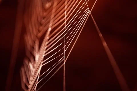 Colored cobweb Stock Photos