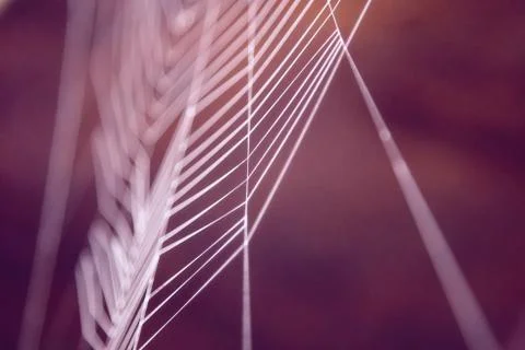 Colored cobweb Stock Photos