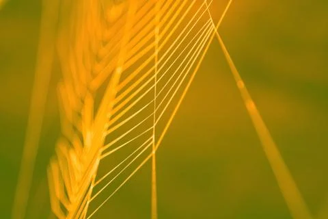 Colored cobweb Foto stock