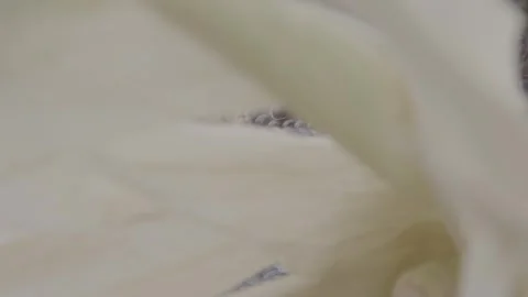 Colored corn 9 Stock Footage 317892471