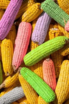 Colored corn cobs Stock Photos