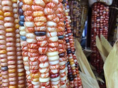 Colored Corn Ears on Display Stock Photos