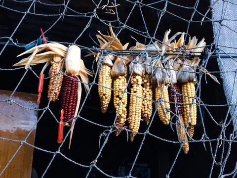 Colored corns depending on the grid Stock Photos