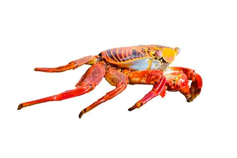 Colored Crab Isolated 스톡 사진