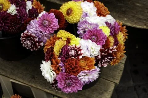 Colored daisies Stock Photos