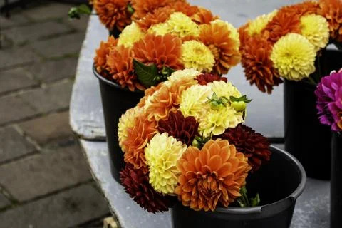 Colored daisies Stock Photos