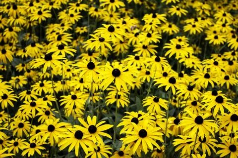Colored daisies Stock Photos