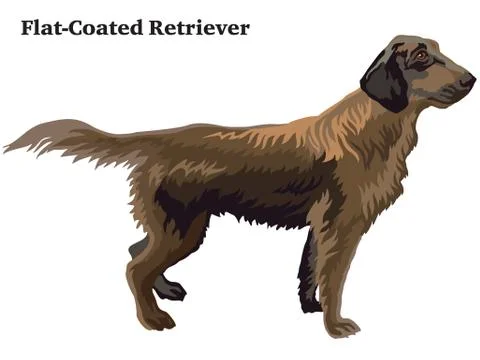 Colored decorative standing portrait of Flat-Coated Retriever vector illustra Stock Illustration