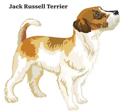Colored decorative standing portrait of Jack Russell Terrier Stock Illustration